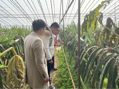 高新區(qū)馬山街道開展春節(jié)前農(nóng)產(chǎn)品質(zhì)量安全抽檢與技術(shù)指導