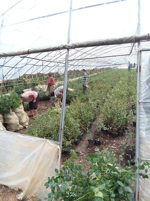 藍莓種植技術(shù)與用途簡介
