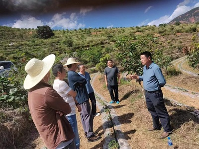 楚雄市加大技術(shù)指導，助推芒果產(chǎn)業(yè)發(fā)展與種植技術(shù)開發(fā)