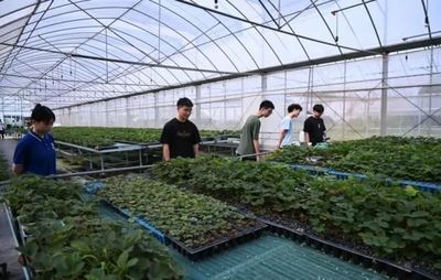 七彩思政大課 青春挺膺擔當——礦大暑期社會實踐簡報（四）種植技術開發