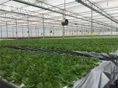 無土栽培新紀元 上海建成最大單體植物工廠，技術驅動產量躍升
