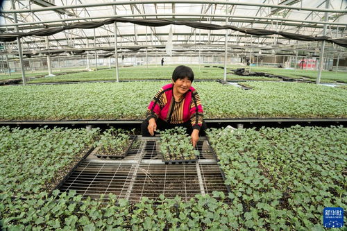 河北永清 以技術創新驅動綠色蔬菜種植，筑牢京津“菜籃子”保障線