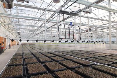 九色油菜花 科技繪就春之斑斕，新質生產力在杭州花田綻放