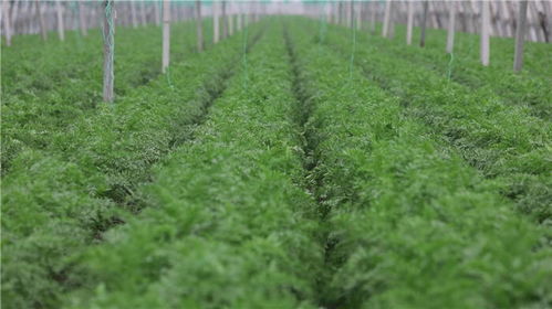 以綠為筆，山東書寫高質量發展新篇章——鳳凰網山東聚焦種植技術開發