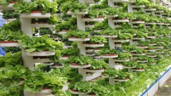 無土栽培技術 應對耕地缺失，引領現代農業發展的新路徑